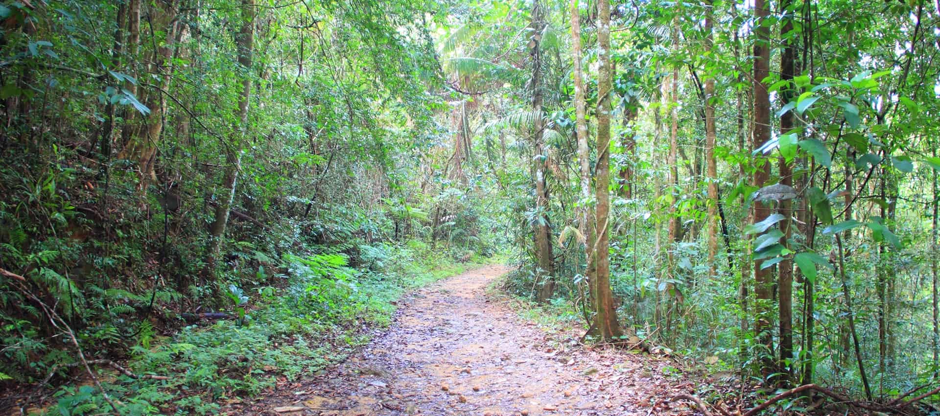 Sinharaja & Kitulgala